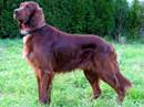 setter irlandese