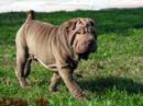 shar pei