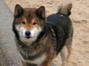 shiba