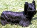 skye terrier