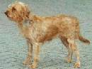 smoushound olandese