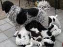 spaniel olandese
