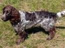 spaniel tedesco