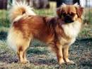spaniel tibetano