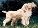 spinone italiano bianco arancio