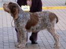 spinone roano marrone