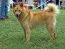 spitz finnico