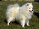 spitz giapponese