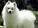 spitz tedesco grande