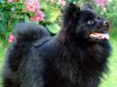spitz tedesco medio