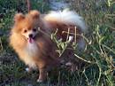 spitz tedesco piccolo