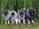 spitz tedesco wolfspitz