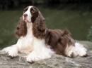 springer spaniel