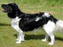 stabyhound