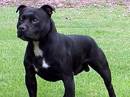 staffordshire bull terrier