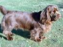 sussex spaniel