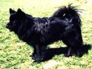 svensk lapphund