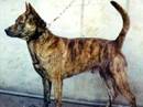 taiwan dog