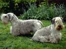 terrier boemo