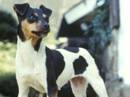 terrier brazileiro