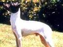 terrier giapponese