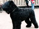 terrier nero russo