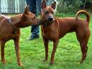 thai ridgeback dog
