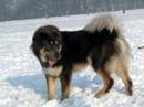 tibetan mastiff