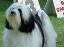 tibetan terrier