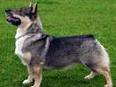 vastgotsaaspets