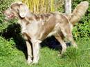 weimaraner a pelo lungo