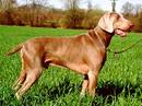 weimaraner