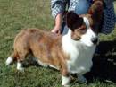 welsh corgi cardigan