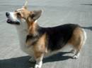 welsh corgi pembroke