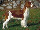 welsh springer spaniel