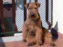 welsh terrier