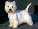 west highland white terrier