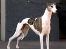 whippet