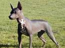 xoloitzcuintle