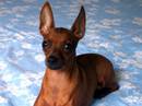 zwergpinscher