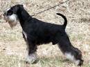 zwergschnauzer